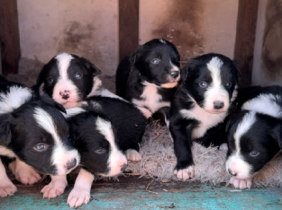 Purebred Border Collies