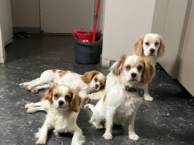 6x Gorgeous Cavalier Cross Females