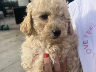 Home Trained Cavoode puppies