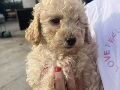 Home Trained Cavoode puppies