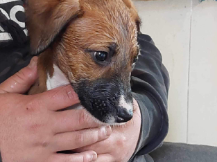 Irish Wolfhound x Staghound x Bullarab