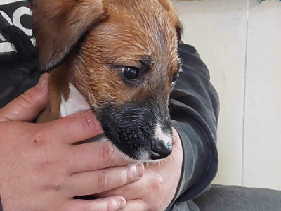 Irish Wolfhound x Staghound x Bullarab