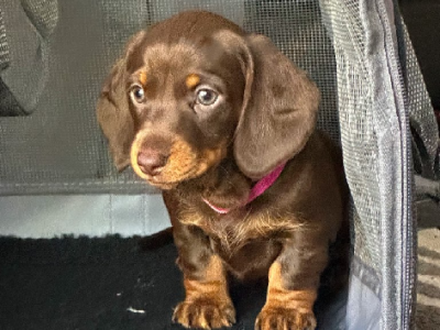 Cute Mini Dachshund Puppies- Chocolate x4