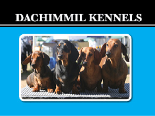 DACHIMMIL DACHSHUNDS