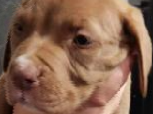 4 Staffy pups for sale