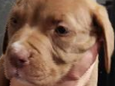 4 Staffy pups for sale