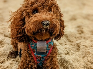 Toy Poodle – Ashgrove