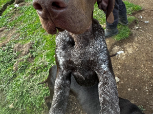 German Shorthaired Pointer (GSP)