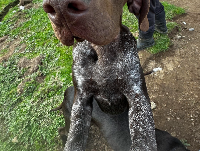 German Shorthaired Pointer (GSP)