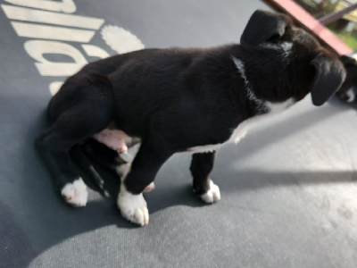 Border Collie X American Staffy puppies