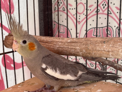 Cockatiel for Sale – Caboolture
