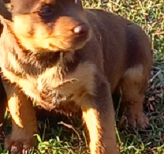 Kelpie pups