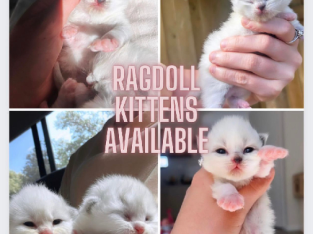 PEDIGREE RAGDOLL KITTENS
