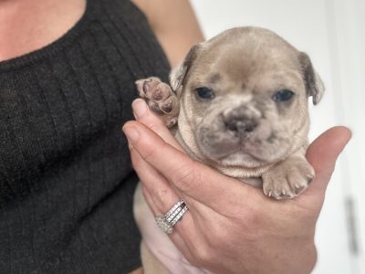 French bulldog puppies for sale