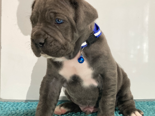 Neo Mastiff (Neapolitan) pups BLUE & TAWNY