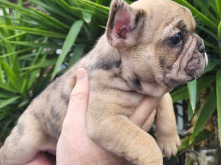 Pedigree French bulldog puppies