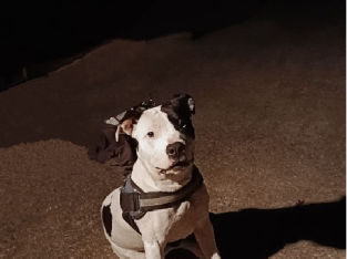 American Staffordshire