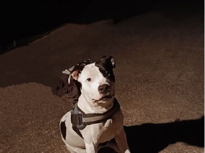 American Staffordshire