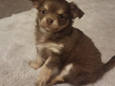 PURE BRED APPLE HEAD CHIHUAHUAS AVAILABLE