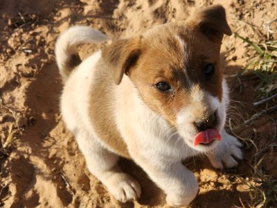 Papered Jack Russell Terrior Pups