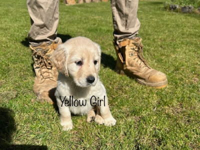Golden Retriever puppies
