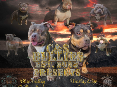 American Pocket bullies