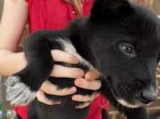 Husky/Kelpie puppies