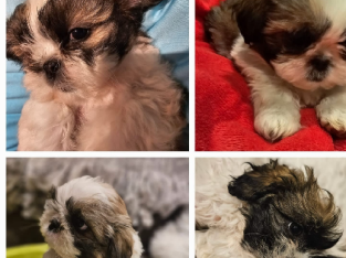 Shih Tzu – Blacktown