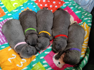 Blue English Staffy Pups