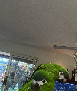 2 X Female Hahns Macaws