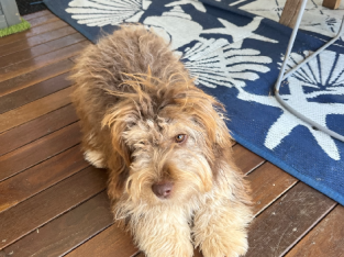Border Collie X Poodle (7-Month-Old Puppy)