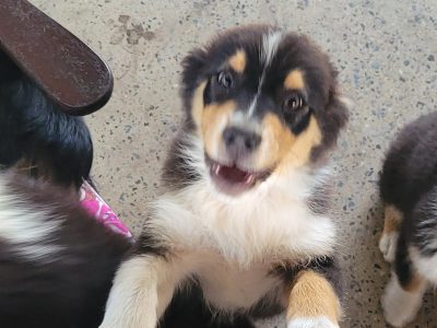 Australian Shepherd – Tanya