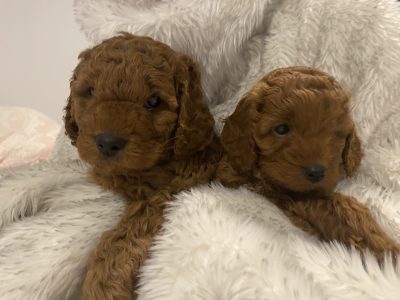 Teddy Bear Cavoodle DNA Cleared