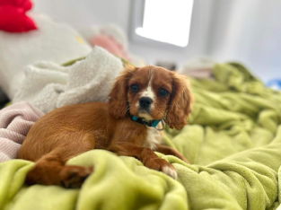 Cavalier King Charles Spaniel Male