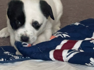 Rottweiler X Labrador Puppies for sale