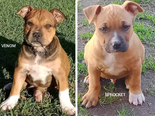 American Staffy Puppies