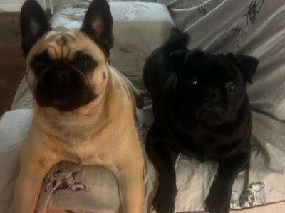 Foxy – Bianka Ayres