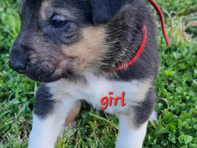 Alaskan shepherd cross puppies
