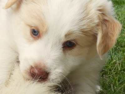 Purebred Border Collies
