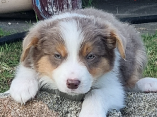 Beautiful border collie puppies