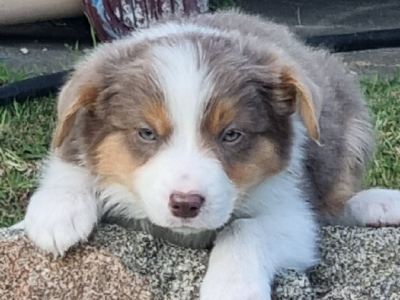Beautiful border collie puppies