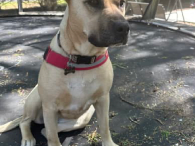 BullMastiff X 2 1/2 yes old