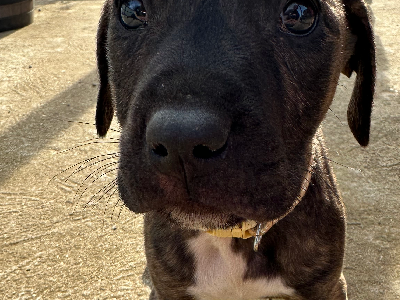 Mastiff arab x puppies