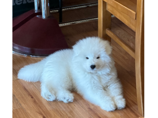 Samoyed Puppy