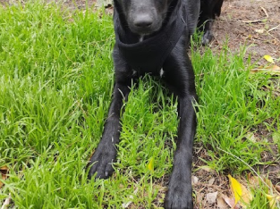 Kelpie X Border Collie puppy desexed