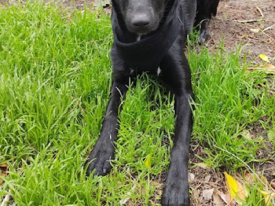 Kelpie X Border Collie puppy desexed