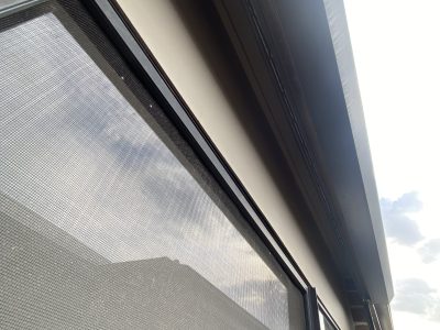 Blue American Staffy 8 Months