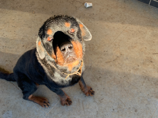 4 year Rottweiler
