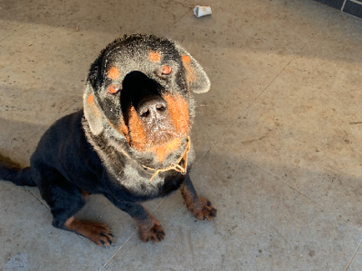 4 year Rottweiler