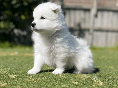 Japanese Spitz – Pure Breed – 1 BOY & 1 GIRL LEFT